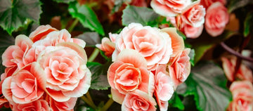 Prevenzione del tumore all'ovaio