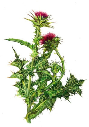 Milk Thistle - NaturaDiretta