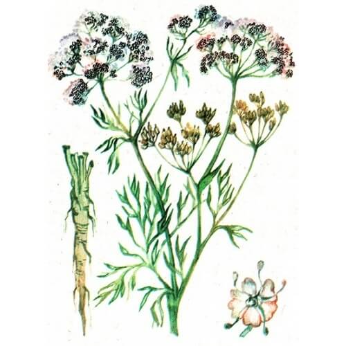 CARVI  (Carum Carvi)