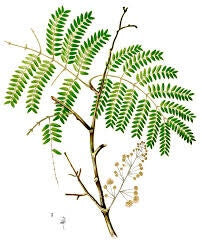 FIBRA di ACACIA