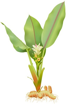CURCUMA (Curcuma longa)