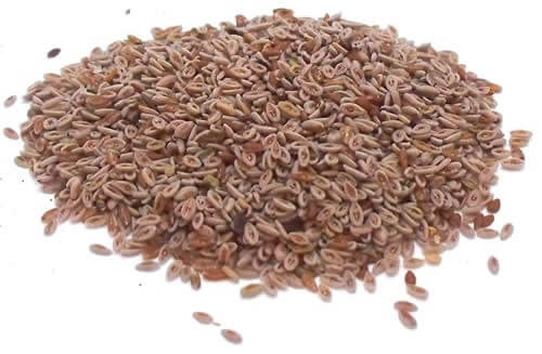 PSYLLIUM