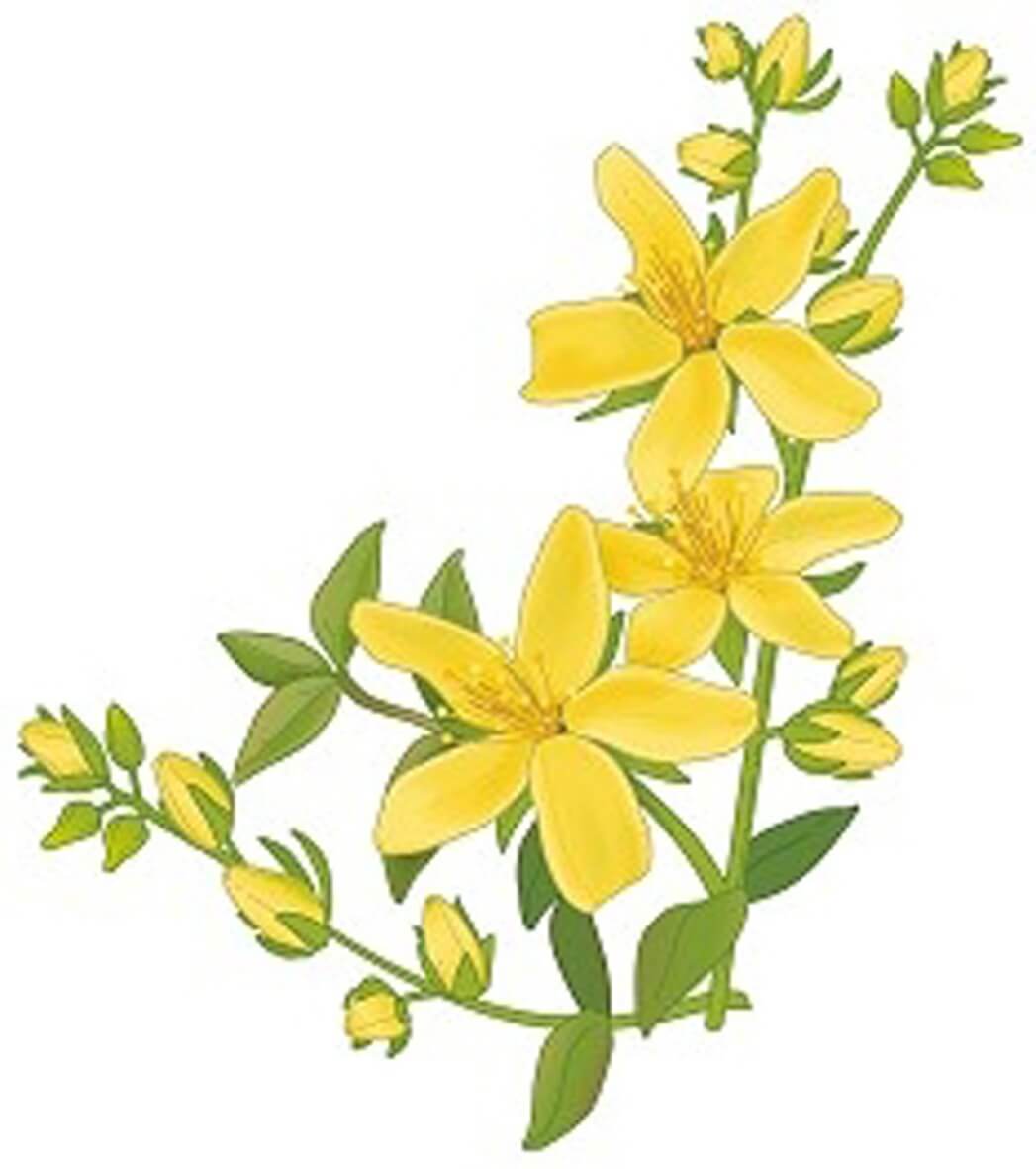 IPERICO (Hypericum perforatum)