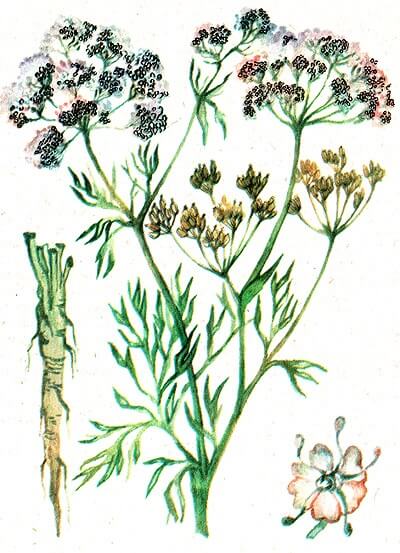 CARVI  (Carum Carvi)