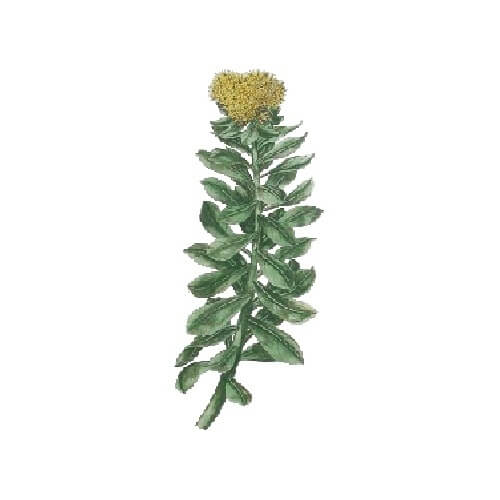 RODIOLA (Rhodiola rosea L., Sedum roseum)