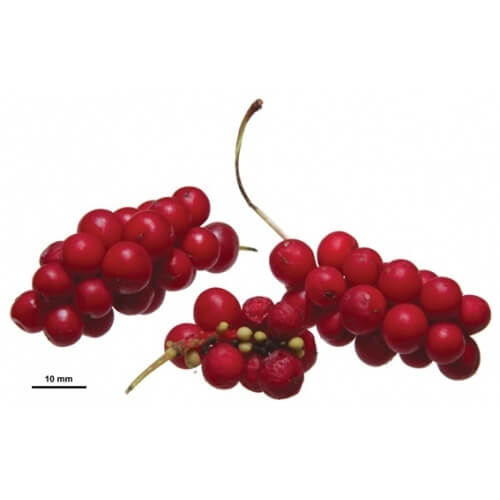 SCHISANDRA (Schizandra chinensis)