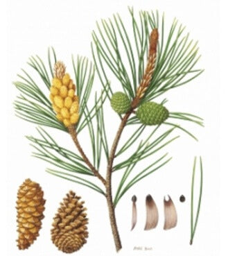 PINO MARITTIMO (Pinus pinaster)