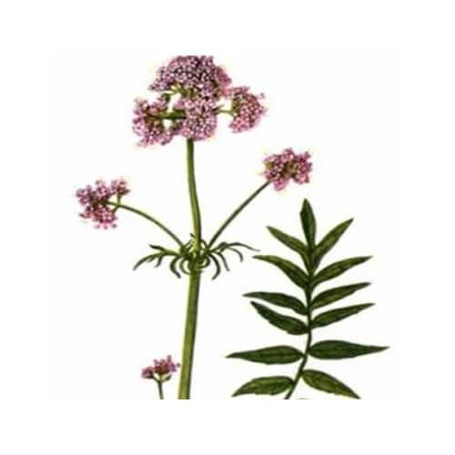 VALERIANA (Valeriana comune, Valeriana officinalis)