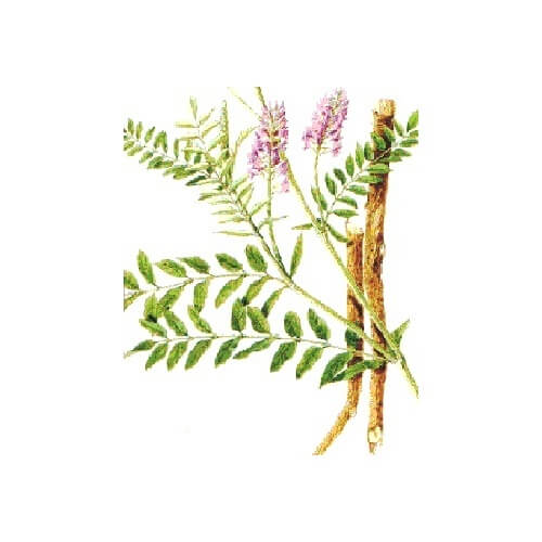 ASTRAGALO (Astragalus membranaceus)