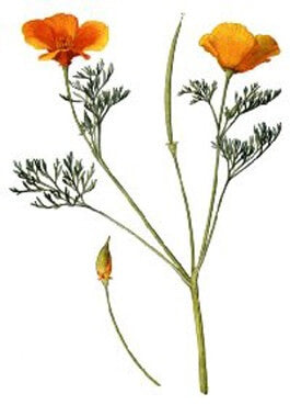 ESCOLZIA (Escholzia californic)