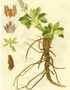 PICORIZA (Picrorhiza kurroa)