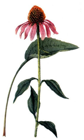 ECHINACEA  (Echinacea Purpurea)
